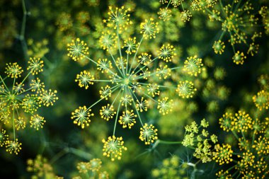 Blooming dill background clipart