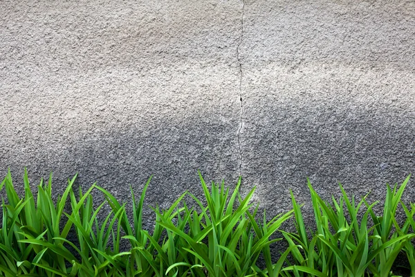 Grönt gräs mot en grå vägg — Stockfoto