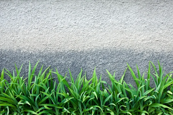 Зеленая трава у стены — стоковое фото