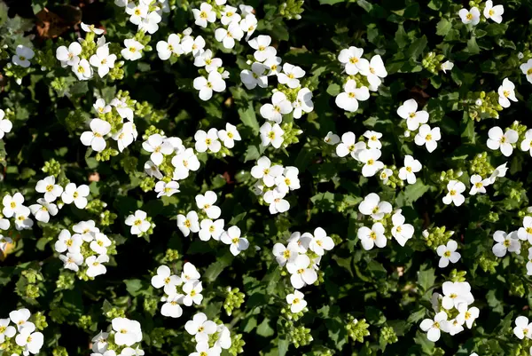 Küçük beyaz çiçeklerin arka planı — Stok fotoğraf