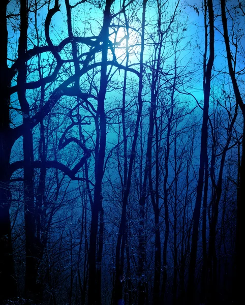 黑暗的森林 — 图库照片