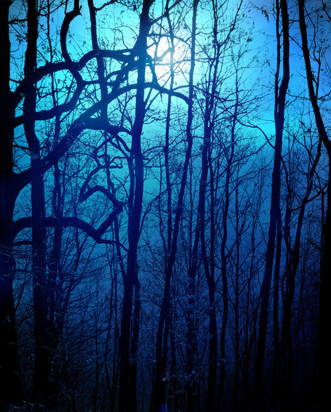 Dark forest with moonlight