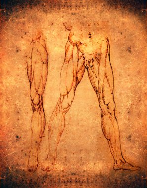 Leonardo da vinci tarzı bacaklar anatomisi