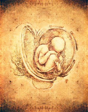 Leonardo da vinci style fetus illustration clipart