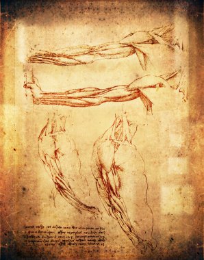 Leonardo da vinci style arms illustration clipart