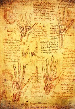 Leonardo da vinci antomy hands clipart