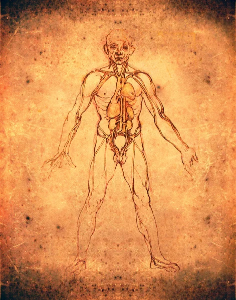 达 · 芬奇风格人体解剖学绘制 — 图库照片
