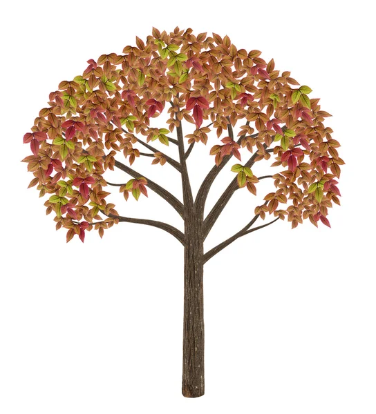 High quality autumnal tree isolated on white — Stock Photo, Image