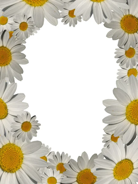 stock image Daisy picture frame with copyspace