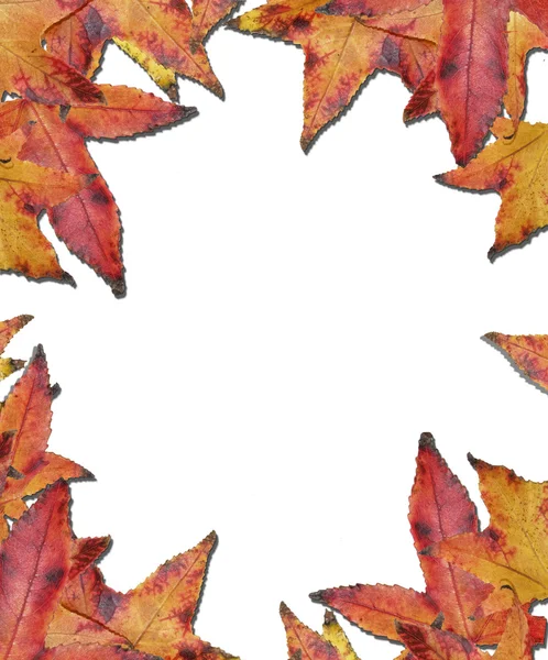 Сухе листя тла з пробілом для копіювання — стокове фото