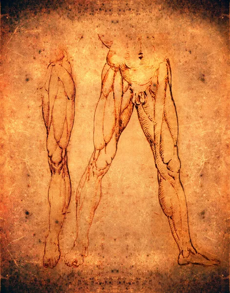 莱昂纳多 · 达 · 芬奇风格腿解剖 — 图库照片