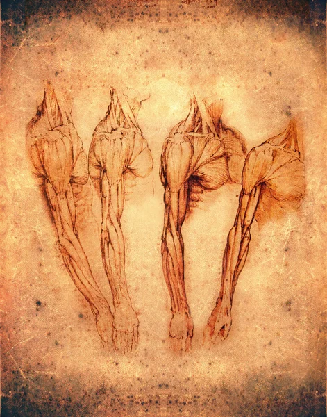 Leonardo da vinci style anatomy arms — Stock Photo, Image