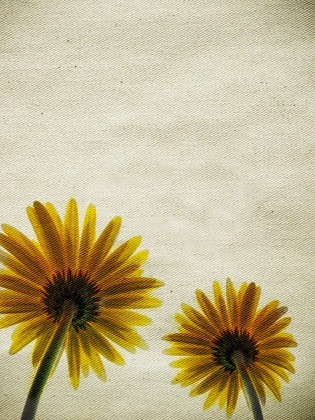 Kiváló minőségű cavas háttér a két sárga virágok — Stock Fotó
