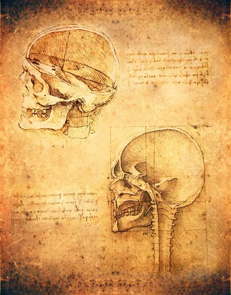 莱昂纳多 · 达 · 芬奇头骨图 — 图库照片