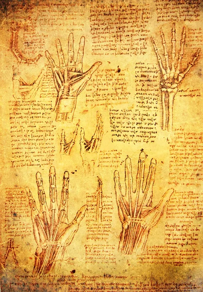 Leonardo da vinci antomy hands — Stock Photo, Image