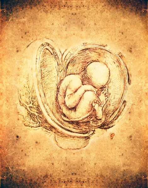 Illustrazione del feto in stile Leonardo da vinci Foto Stock