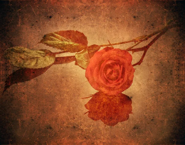 Grunge 玫瑰 — 图库照片