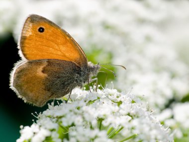 Coenonympha pamphilus