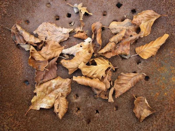 Багато сухих листя на іржавій сковороді — стокове фото