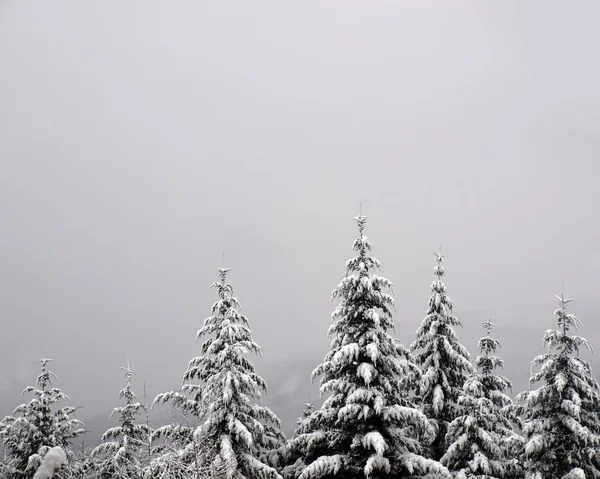 stock image Fir with a lot of snow