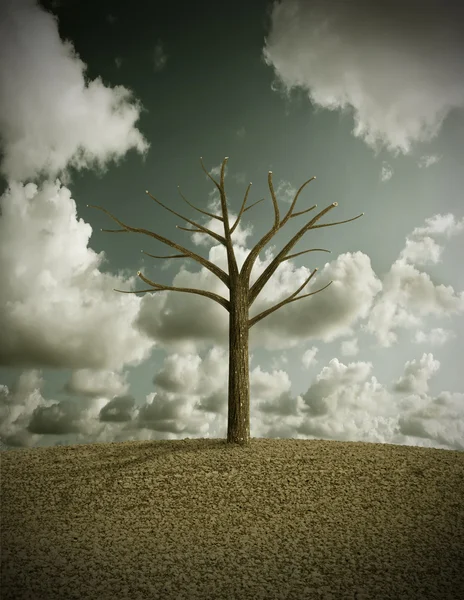 Ein einsamer Baum in einem trockenen gepflügten Feld — Stockfoto