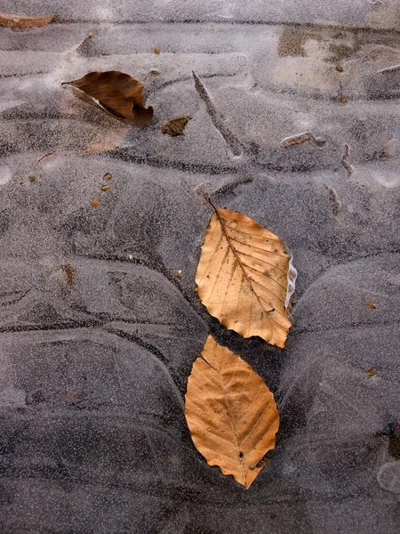 Hochwertige gefrorene Blätter im Freien — Stockfoto