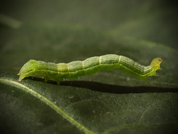 stock image Green caterpillar on a leaf close up