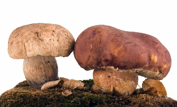 stock image Porcini mushrooms isolated on white background