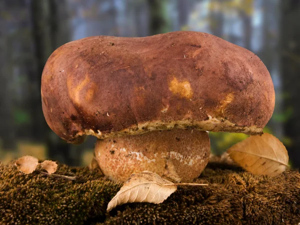 stock image Porcini mushroom and forest background