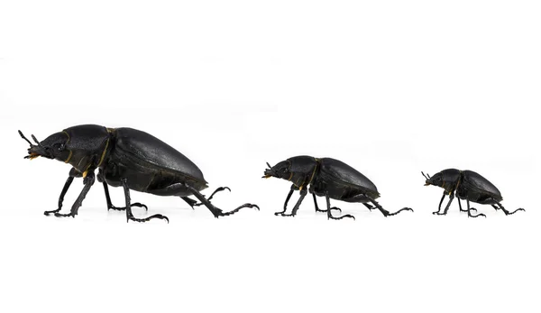 Família escaravelho de alta qualidade isolada em fundo branco — Fotografia de Stock