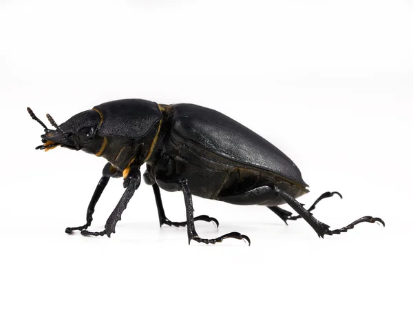 High quality scarab isolated on white background — Stock Photo, Image