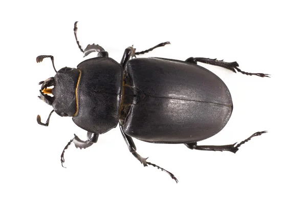 Escaravelho de alta qualidade isolado no fundo branco — Fotografia de Stock