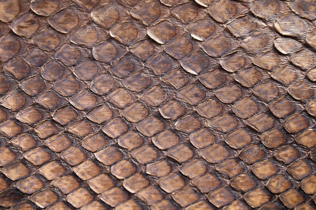 High quality brown snake skin background — Stock Photo © lollok #8538638