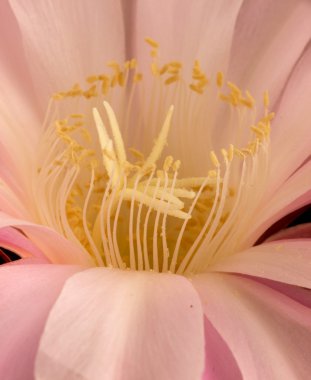 echinopsis werdermannii çiçek yakın çekim