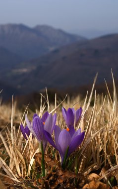 dağ manzara mor Çiğdem çiçek