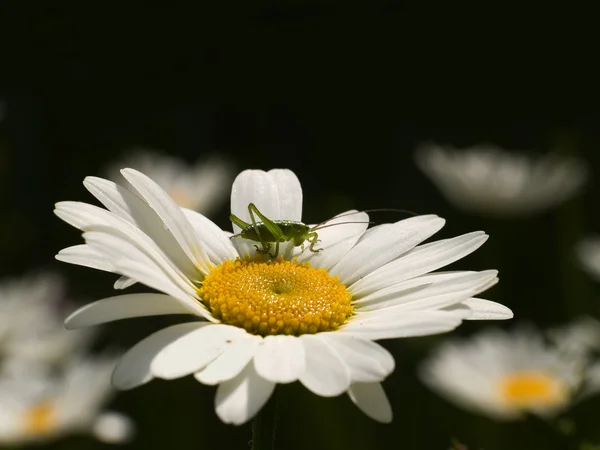 stock image Grasshopper on a daisy in a meadow close up