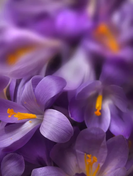 stock image Crocus background selective focus