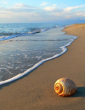 A shell on the beach clipart