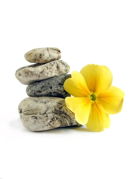 stock image Four stones and yellow flower