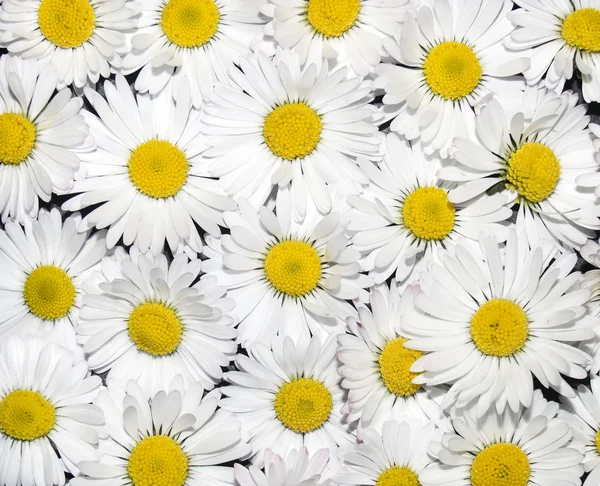 stock image A floral daisy background texture