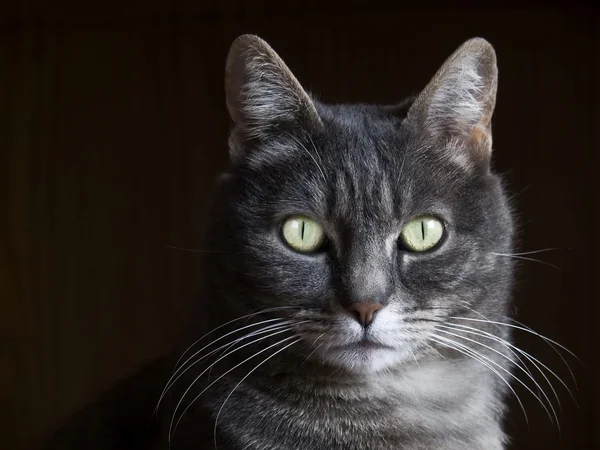 stock image Grey cat portrait