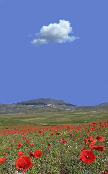 stock image Poppies