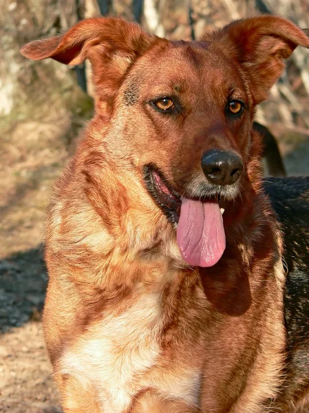 Zewnątrz portret psa — Zdjęcie stockowe