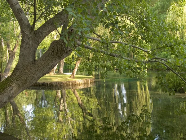 ツリーと湖 — ストック写真