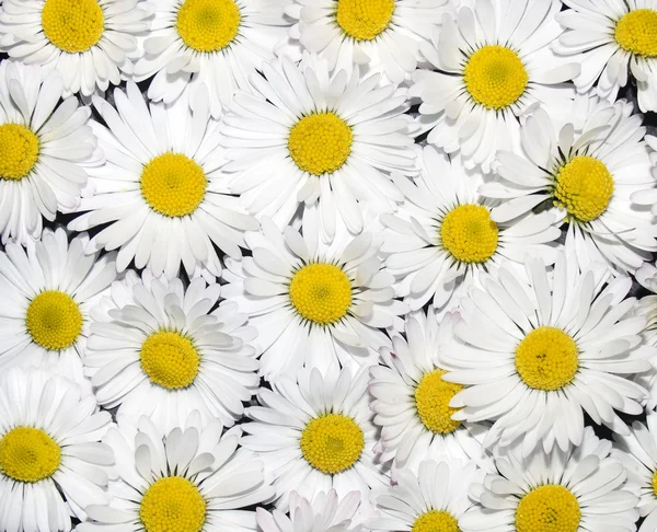 A floral daisy background texture — Stock Photo, Image