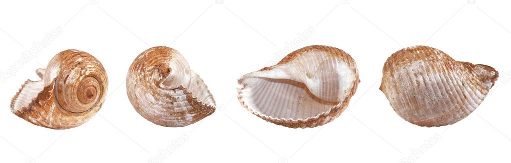 Different view of a shell