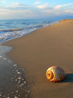 A shell on the beach clipart