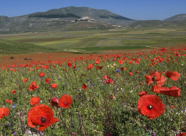 stock image Poppy field and blue sky