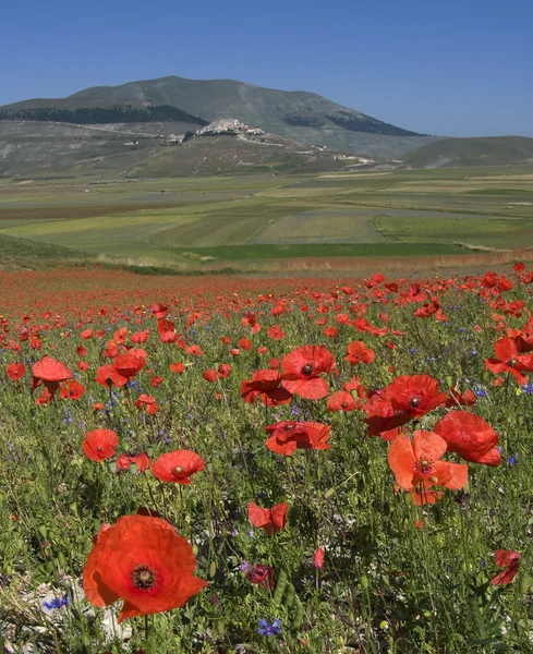 stock image Poppy field and blue sky