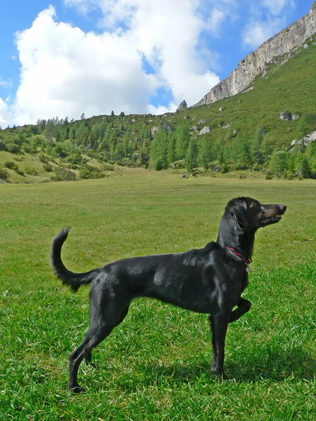 Retrato de um cão na montanha — Fotografia de Stock